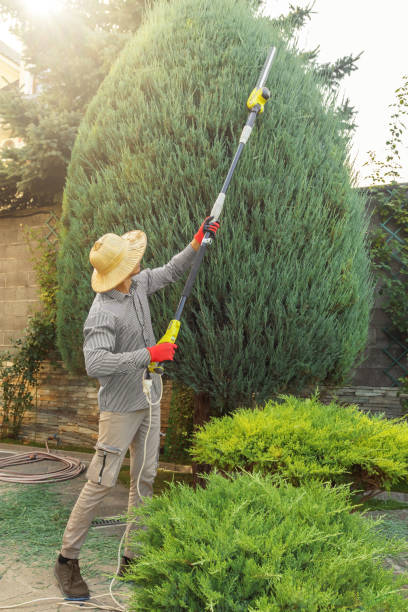 Best Storm Damage Tree Cleanup  in Berlin, NH